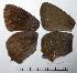 ( - RV-07-D974)  @12 [ ] Copyright (2010) Unspecified Institute of Evolutionary Biology