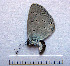  ( - RVcoll.08-M575)  @12 [ ] Copyright (2010) Unspecified Institute of Evolutionary Biology