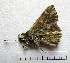  ( - RVcoll.08-M454)  @12 [ ] Copyright (2010) Unspecified Institute of Evolutionary Biology