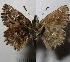  ( - RV-07-E667)  @14 [ ] Copyright (2010) Unspecified Institute of Evolutionary Biology