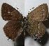  (Satyrium - RV-07-E670)  @16 [ ] Copyright (2010) Unspecified Institute of Evolutionary Biology