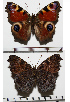  ( - RVcoll.07-E605)  @13 [ ] Copyright (2013) Roger Vila Institute of Evolutionary Biology