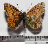  ( - RVcoll.08-R202)  @14 [ ] Copyright (2012) Roger Vila Institute of Evolutionary Biology