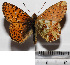  ( - RVcoll.08-R203)  @14 [ ] Copyright (2012) Roger Vila Institute of Evolutionary Biology