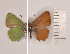  (Callophrys avis - RVcoll.100607MP29)  @14 [ ] Unspecified (default): All Rights Reserved  Unspecified Unspecified