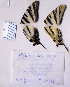  ( - SMcoll.08-J611)  @11 [ ] Copyright (2010) Unspecified Institute of Evolutionary Biology