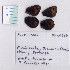  ( - RVcoll.08-R408)  @12 [ ] Copyright (2010) Unspecified Institute of Evolutionary Biology