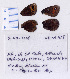  ( - RVcoll.08-R415)  @12 [ ] Copyright (2010) Unspecified Institute of Evolutionary Biology