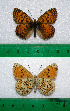  ( - Rvcoll. 12-L023)  @13 [ ] Copyright (2012) Roger Vila Institute of Evolutionary Biology