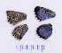  ( - SMcoll.150308PP69)  @12 [ ] Copyright (2012) Roger Vila Institute of Evolutionary Biology