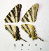  ( - Rvcoll.09-X581)  @11 [ ] Copyright (2012) Roger Vila Institute of Evolutionary Biology