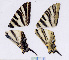  ( - RVcoll.06-G512)  @11 [ ] Copyright (2012) Roger Vila Institute of Evolutionary Biology