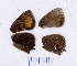  ( - RVcoll.07-C474)  @12 [ ] Copyright (2012) Roger Vila Institute of Evolutionary Biology