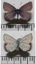 ( - RVcoll.07-E644)  @12 [ ] Copyright (2013) Roger Vila Institute of Evolutionary Biology