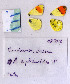  ( - RVcoll.08-J312)  @13 [ ] Copyright (2010) Unspecified Institute of Evolutionary Biology