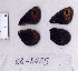  ( - RVcoll.08-J655)  @12 [ ] Copyright (2010) Unspecified Institute of Evolutionary Biology