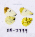  ( - RVcoll.08-J779)  @13 [ ] Copyright (2010) Unspecified Institute of Evolutionary Biology
