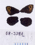  ( - RVcoll.08-J781)  @12 [ ] Copyright (2010) Unspecified Institute of Evolutionary Biology
