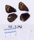  ( - RVcoll.08-J796)  @12 [ ] Copyright (2010) Unspecified Institute of Evolutionary Biology