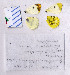  ( - RVcoll.08-J880)  @13 [ ] Copyright (2010) Unspecified Institute of Evolutionary Biology