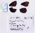  ( - RVcoll.08-L720)  @12 [ ] Copyright (2010) Unspecified Institute of Evolutionary Biology