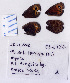  ( - RVcoll.08-L737)  @12 [ ] Copyright (2010) Unspecified Institute of Evolutionary Biology