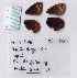  ( - RVcoll.08-L800)  @12 [ ] Copyright (2010) Unspecified Institute of Evolutionary Biology