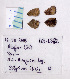 ( - RVcoll.08-L882)  @12 [ ] Copyright (2010) Unspecified Institute of Evolutionary Biology