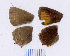  ( - RVcoll.08-M700)  @12 [ ] Copyright (2012) Roger Vila Institute of Evolutionary Biology