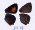  ( - RVcoll.08-M929)  @12 [ ] Copyright (2012) Roger Vila Institute of Evolutionary Biology