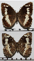  (Brintesia - RVcoll.08-L383)  @14 [ ] Copyright (2013) Roger Vila Institute of Evolutionary Biology