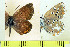  (Aricia morronensis - RVcoll.09-V556)  @13 [ ] Copyright (2013) Roger Vila Institute of Evolutionary Biology