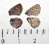  ( - RVcoll.08-L013)  @12 [ ] Copyright (2013) Roger Vila Institute of Evolutionary Biology