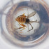  (Diolcogaster connexa - FACE_021_B3)  @11 [ ] by  Genome Research Ltd as Wellcome Sanger Institute Genome Research Limited operating as Wellcome Sanger Institute