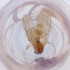  ( - FACE_021_G1)  @11 [ ] by  Genome Research Ltd as Wellcome Sanger Institute Genome Research Limited operating as Wellcome Sanger Institute