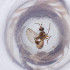  ( - FACE_022_D8)  @11 [ ] by  Genome Research Ltd as Wellcome Sanger Institute Genome Research Limited operating as Wellcome Sanger Institute