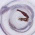  ( - FACE_025_E8)  @11 [ ] by  Genome Research Ltd as Wellcome Sanger Institute Genome Research Limited operating as Wellcome Sanger Institute