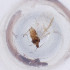  ( - FACE_033_D5)  @11 [ ] by  Genome Research Ltd as Wellcome Sanger Institute Genome Research Limited operating as Wellcome Sanger Institute