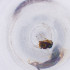  ( - FACE_033_E10)  @11 [ ] by  Genome Research Ltd as Wellcome Sanger Institute Genome Research Limited operating as Wellcome Sanger Institute