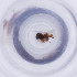  ( - FACE_035_D2)  @11 [ ] by  Genome Research Ltd as Wellcome Sanger Institute Genome Research Limited operating as Wellcome Sanger Institute