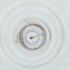  ( - FACE_164_C4)  @11 [ ] by  Genome Research Ltd as Wellcome Sanger Institute Genome Research Limited operating as Wellcome Sanger Institute