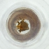  (Morpholeria ruficornis - FACE_165_F7)  @11 [ ] by  Genome Research Ltd as Wellcome Sanger Institute Genome Research Limited operating as Wellcome Sanger Institute