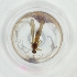  ( - FACE_165_G10)  @11 [ ] by  Genome Research Ltd as Wellcome Sanger Institute Genome Research Limited operating as Wellcome Sanger Institute