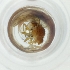  ( - FACE_168_A8)  @11 [ ] by  Genome Research Ltd as Wellcome Sanger Institute Genome Research Limited operating as Wellcome Sanger Institute