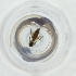  ( - FACE_170_H7)  @11 [ ] by  Genome Research Ltd as Wellcome Sanger Institute Genome Research Limited operating as Wellcome Sanger Institute