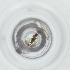 ( - FACE_197_A7)  @11 [ ] by  Genome Research Ltd as Wellcome Sanger Institute Genome Research Limited operating as Wellcome Sanger Institute