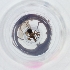  ( - FACE_198_H11)  @11 [ ] by  Genome Research Ltd as Wellcome Sanger Institute Genome Research Limited operating as Wellcome Sanger Institute