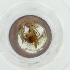  ( - FACE_239_D5)  @11 [ ] by  Genome Research Ltd as Wellcome Sanger Institute Genome Research Limited operating as Wellcome Sanger Institute