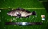  ( - WEH_3 30 1_COERULEOPUNCTATUS)  @11 [ ] Copyright (2017) FADLI Unspecified