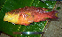  ( - WEH_KC1_LOUTI)  @11 [ ] Copyright (2017) FADLI Unspecified